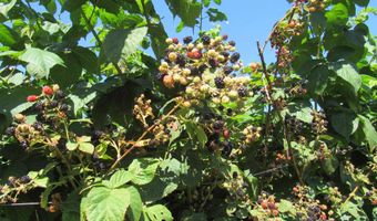 258 Elm St, Barton, VT 05822