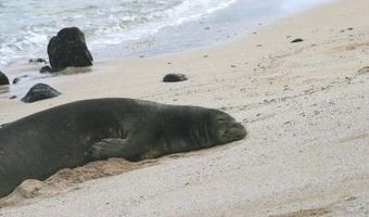 61-313 Kamehameha Hwy U, Haleiwa, HI 96712