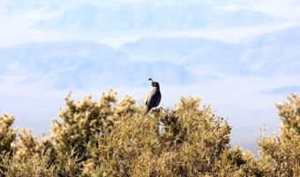 175 Rudin Dr, Cold Creek, NV 89124