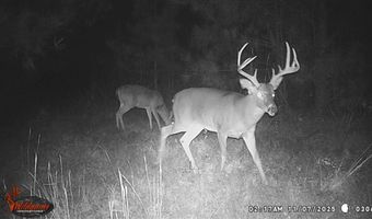 34655 Co Rd 49, Beaverton, AL 35544