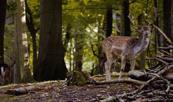 0 Horseshoe Rd, Abbeville, SC 29620