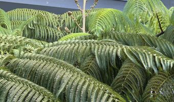 400 HUALANI St 5242, Hilo, HI 96720