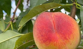 356 Range Rd, Atkinson, ME 04426