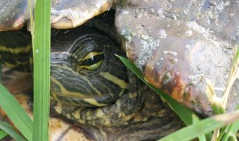 4775 S 50th Rd, Aldrich, MO 65601