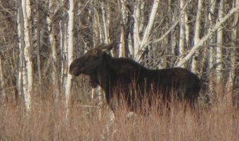 3 Stagecoach Spur W Lot 935-3 6 7, Belfry, MT 59008