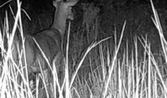 Off Hwy F, Annapolis, MO 63620