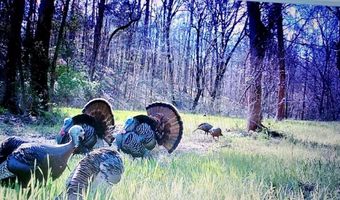 Reeves Road, Ashland, MS 38603