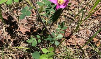 168 Mertz Pl Lot 65, Angel Fire, NM 87710