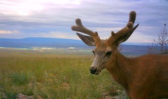 Nhn Ruby Creek Road 946-18, Belfry, MT 59008