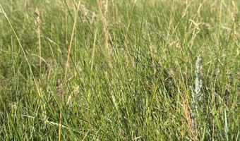 UBET Road, Buffalo, MT 59418
