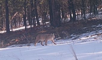 336 Middle Fork Rd, Devils Tower, WY 82714