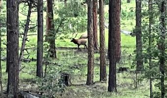 56 Co Rd 2266, Alpine, AZ 85920