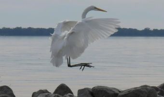 611 Osprey Cv, Brandon, MS 39047