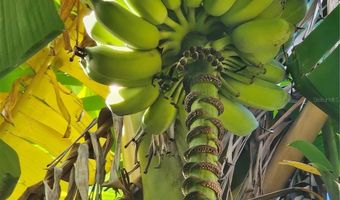 116 RAINTREE Ct, Auburndale, FL 33823