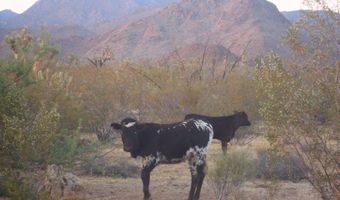 606 D S Billy The Kid Rd, Yucca, AZ 86438