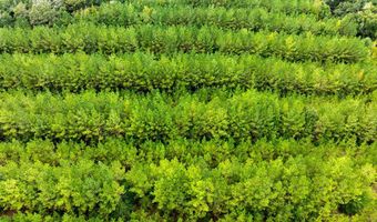 20 Ac State Hwy 95 Columbia Rd, Abbeville, AL 36310