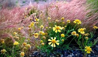 213 Gopher Gulch, Carrizozo, NM 88301