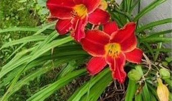 1019 Ash St, Alexandria, MN 56308