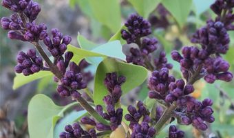 Purple ADOBE LAVENDER FARM 25 Private Dr 1622, Abiquiu, NM 87510