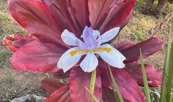 44-2806 KALANIAI Rd, Honokaa, HI 96727