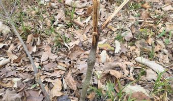U.S. Highway 51, Bogue Chitto, MS 39629