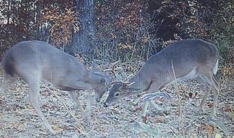 34655 Co Rd 49, Beaverton, AL 35544