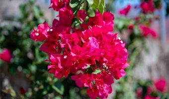 3371 Fair Oaks Ave, Altadena, CA 91001