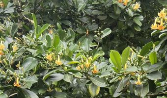 590 Kaiapa Pl, Haiku, HI 96708