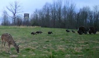 County Road 529, Ava, MO 65608
