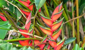 59-439 Alapio Rd, Haleiwa, HI 96712