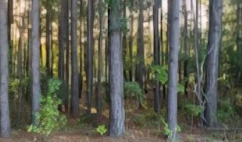 35 Simmons Dr, Camden, SC 29020