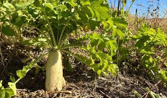 County KK, Alma, WI 54610