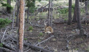 387 OLD CAMP Rd, Bellvue, CO 80512