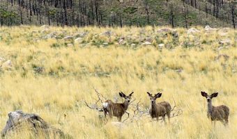 Tbd Gold Creek Way, Belfry, MT 59008