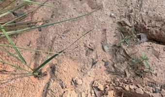 0 Military Rd, Beaverton, AL 35544