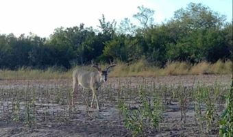 1121 Other, Alice, TX 78342