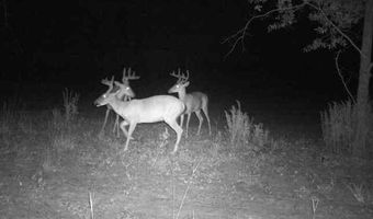 7901 Ashleigh Rd, Blackville, SC 29817