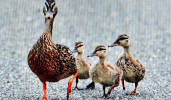 54 BEACH Ave, Bayville, NJ 08721