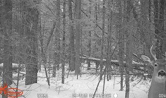 4200 Bloom Rd, Alpena, MI 49707