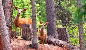 926 Nuthatch Dr, Alma, CO 80420