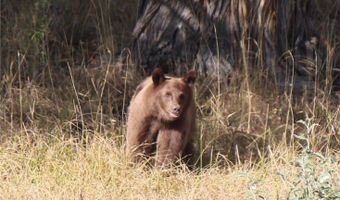 NHN Ruby Creek Road lot Bvr 946-18, Belfry, MT 59008