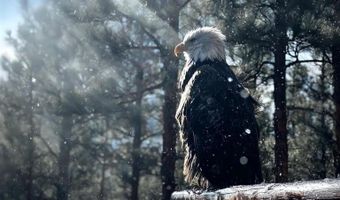 221 Deer Ridge Dr, Bayfield, CO 81122