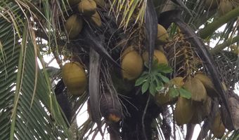 15-1788 8TH Ave, Keaau, HI 96749