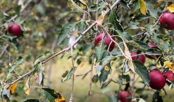 904 Guthrie St, Adair, IA 50002