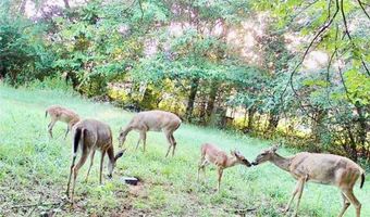 1803 W State Highway 10, Belleville, AR 72824