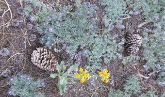 175 Silver Tip Dr, Bear Valley, CA 95223