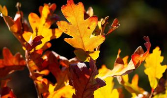 1 The Ranch At Angel Fire, Angel Fire, NM 87710