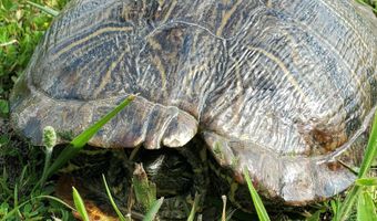 4775 S 50th Rd, Aldrich, MO 65601