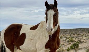 52 Birch Spring Rd, Cold Creek, NV 89124