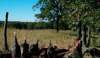 3013-3015 Possum Trot Rd, Ash Flat, AR 72513